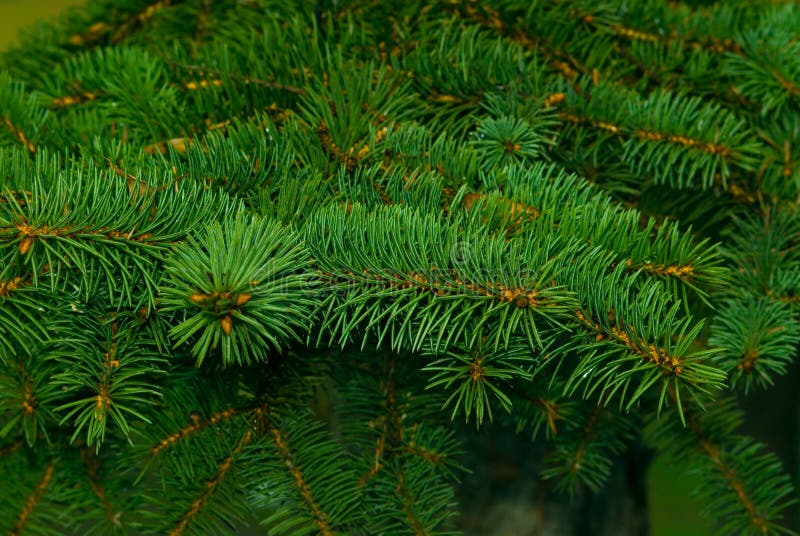 Pinheiro imagens de stock royalty free