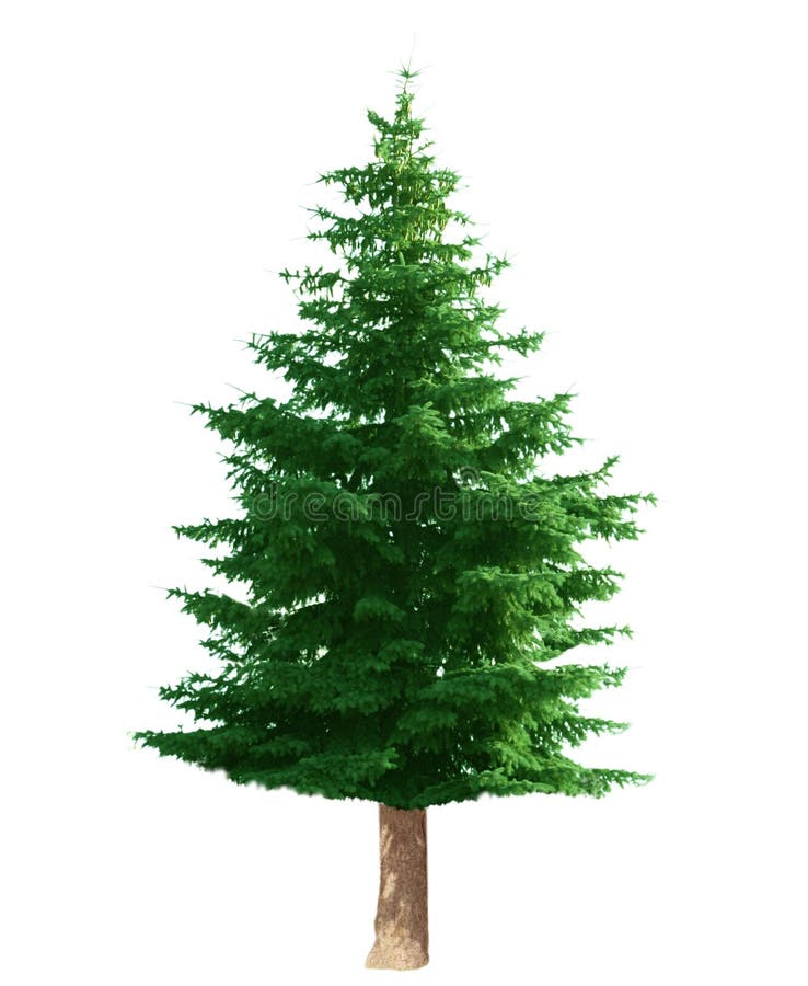 Pine tree isolated on white background. Pine tree isolated on white background