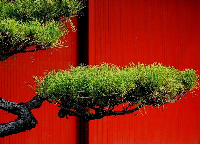 Árvore de pinho japonesa fotos de stock Árvore de pinho japonesa fotos de stock