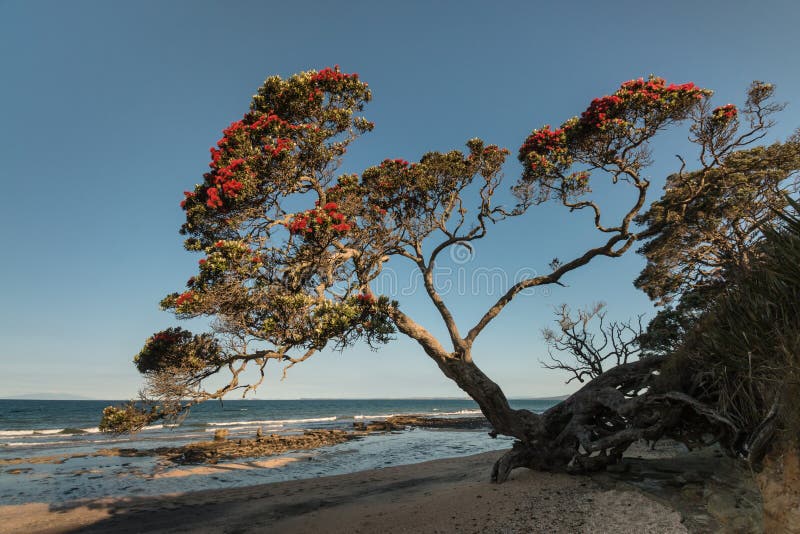 Árvore de Pohutukawa que cresce acima da praia em Nova Zelândia foto de stock Árvore de Pohutukawa que cresce acima da praia em Nova Zelândia foto de stock