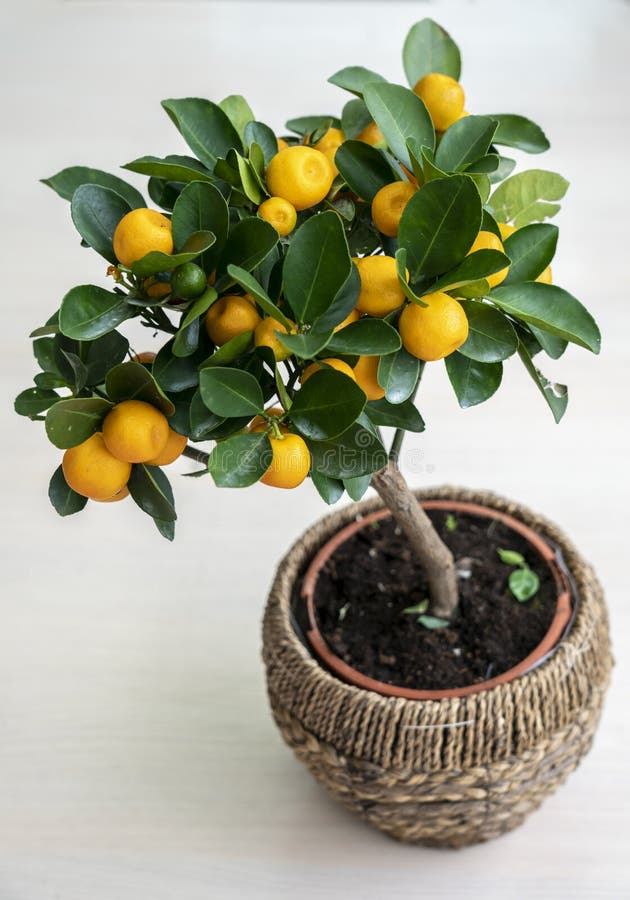 Árvore de tangerina diminuta em um potenciômetro em um fundo branco nos ramos das folhas verdes e de tangerinas maduras, amarelas foto de stock Árvore de tangerina diminuta em um potenciômetro em um fundo branco nos ramos das folhas verdes e de tangerinas maduras, amarelas foto de stock