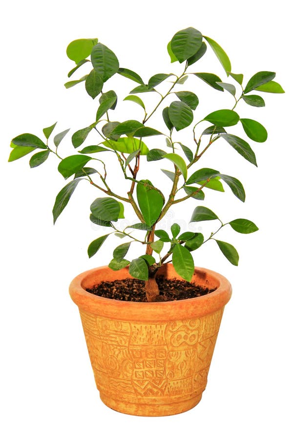 Árvore de tangerina do Houseplant fotografia de stock Árvore de tangerina do Houseplant fotografia de stock