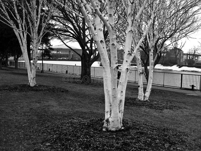 Árvore de vidoeiro branco no parque fotos de stock Árvore de vidoeiro branco no parque fotos de stock