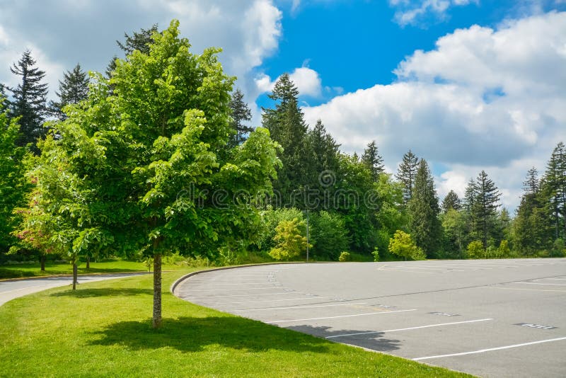 Árvore decorativa no gramado verde entre uma estrada e um parque de estacionamento