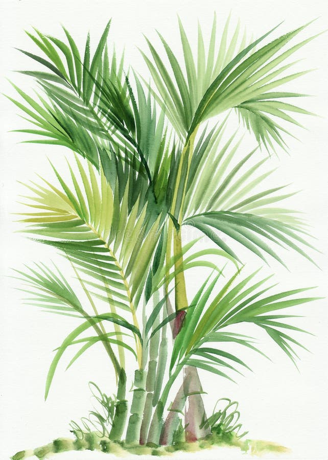Árvore do bambu da palma ilustração stock Árvore do bambu da palma ilustração stock
