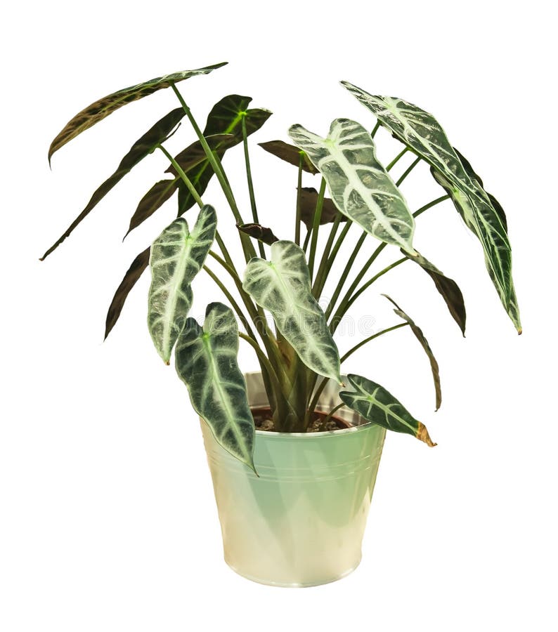 Árvore do Caladium no potenciômetro branco foto de stock Árvore do Caladium no potenciômetro branco foto de stock