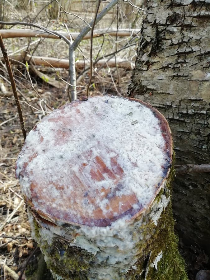 Árvore do cogumelo? foto de stock royalty free