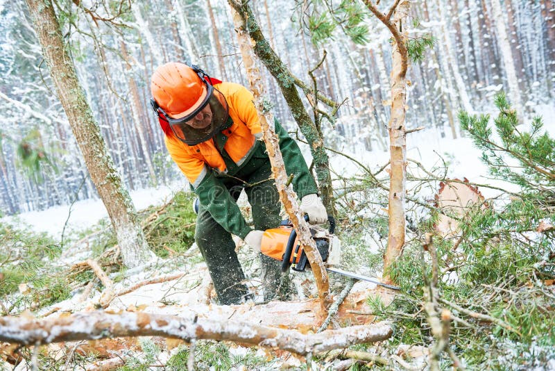 Wood harvesting. Lumberjack logger worker in protective gear cutting timber tree in winter snow forest with chainsaw. Wood harvesting. Lumberjack logger worker in protective gear cutting timber tree in winter snow forest with chainsaw