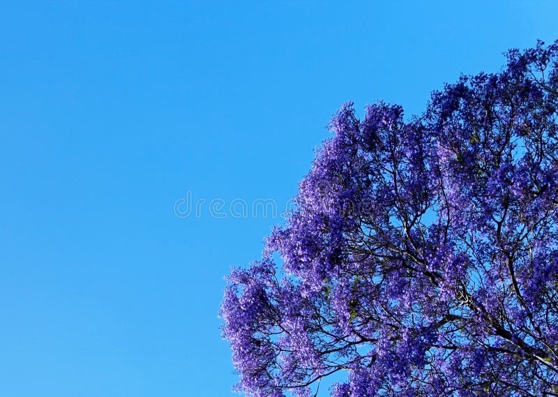 Árvore do Jacaranda na flor imagens de stock Árvore do Jacaranda na flor imagens de stock