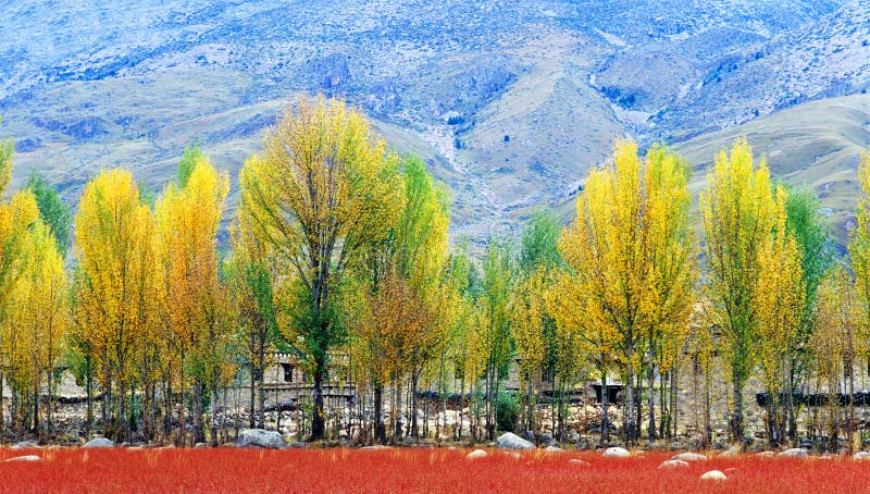 Autumn tree in sichuan,china. Autumn tree in sichuan,china.