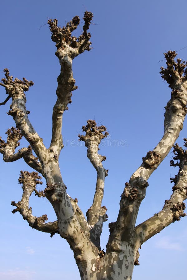 Árvore do Platanus fotografia de stock royalty free Árvore do Platanus fotografia de stock royalty free