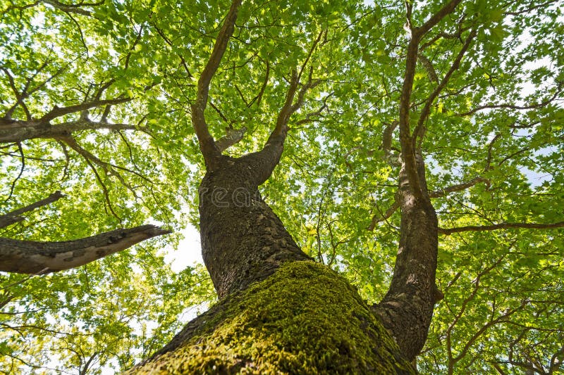 Árvore do Platanus fotografia de stock royalty free Árvore do Platanus fotografia de stock royalty free