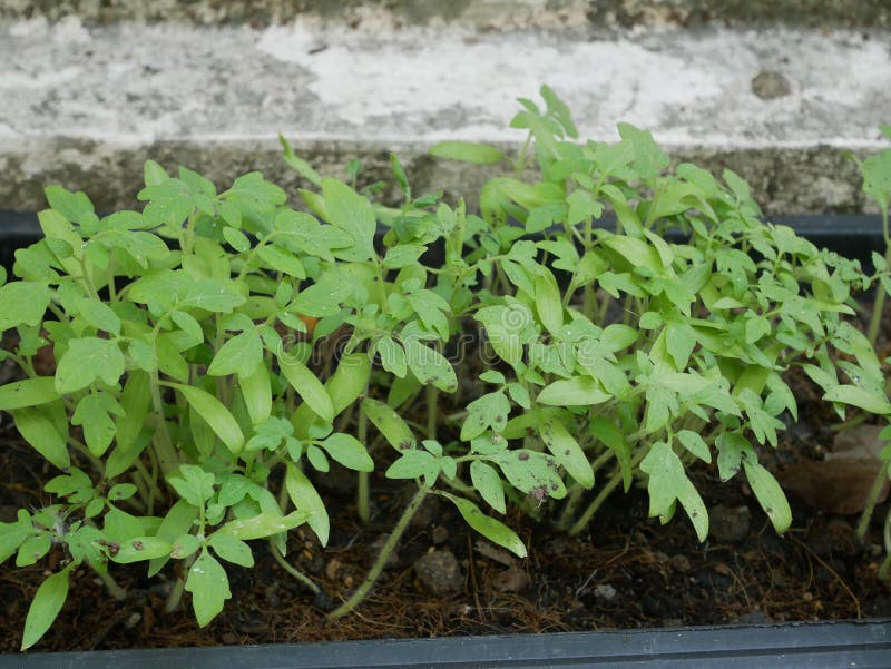 Árvore do tomate foto de stock Árvore do tomate foto de stock
