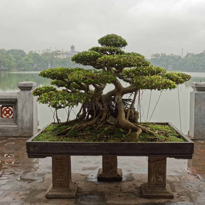 Árvore bonsai em Hanói fotografia de stock royalty free
