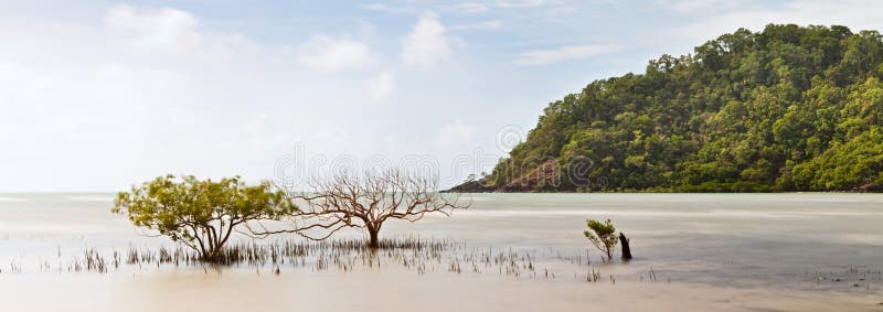 Árvore dos manguezais imagens de stock Árvore dos manguezais imagens de stock
