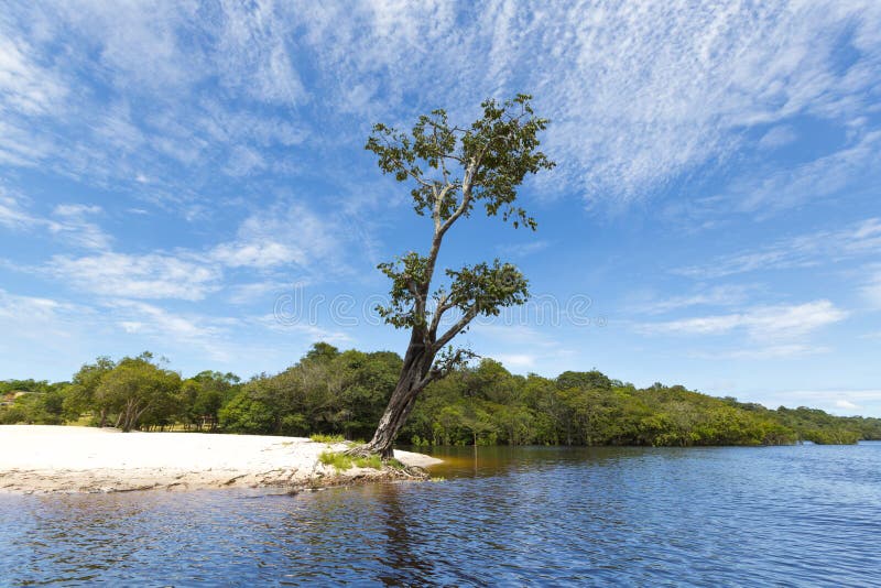 A árvore e a areia selvagens encalham no Rio Amazonas em Manaus, Brasil fotos de stock A árvore e a areia selvagens encalham no Rio Amazonas em Manaus, Brasil fotos de stock