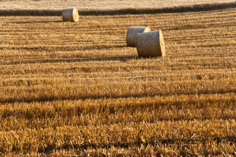 Árvore e uma grão dos campos com bala fotografia de stock Árvore e uma grão dos campos com bala fotografia de stock