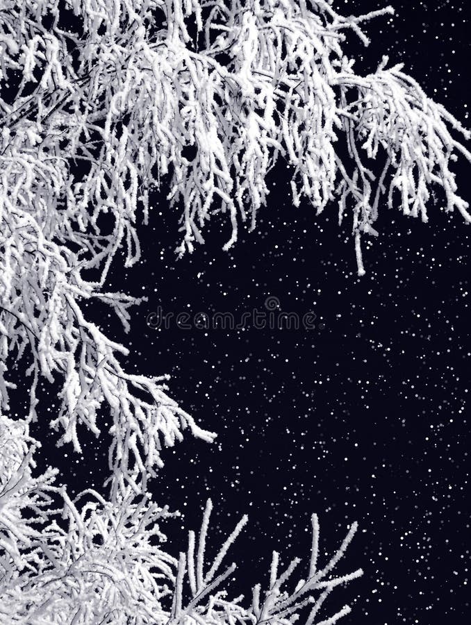 Frosty tree and snow on night sky. Frosty tree and snow on night sky