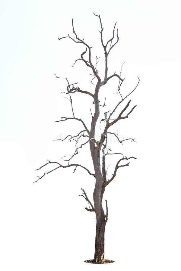 A árvore inoperante e seca é isolada no fundo branco