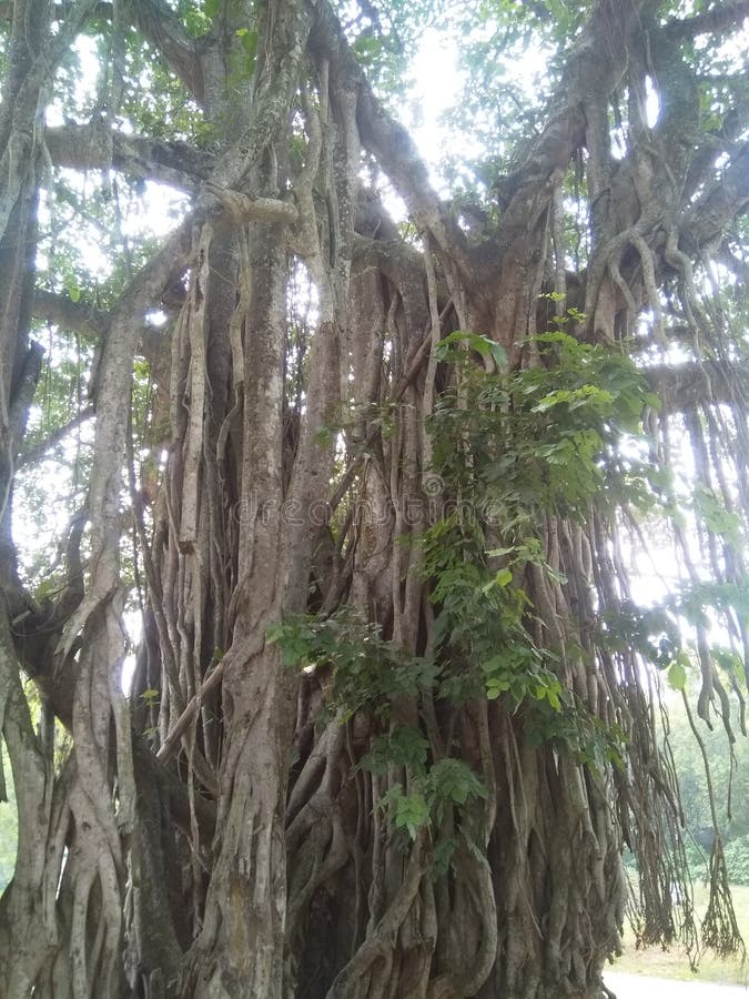 árvore mais antiga em dakshin dinajpur no oeste da índia bangal
