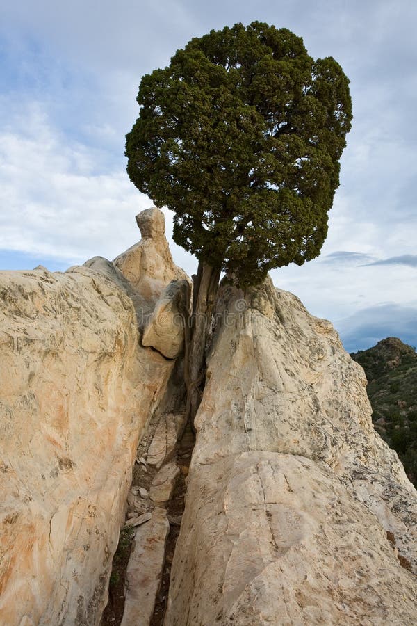 Life often needs little more than sheer determination to flourish. This tree has done well with the sparse nourishment provided from the rocky ground in Garden of the Gods park. Life often needs little more than sheer determination to flourish. This tree has done well with the sparse nourishment provided from the rocky ground in Garden of the Gods park.