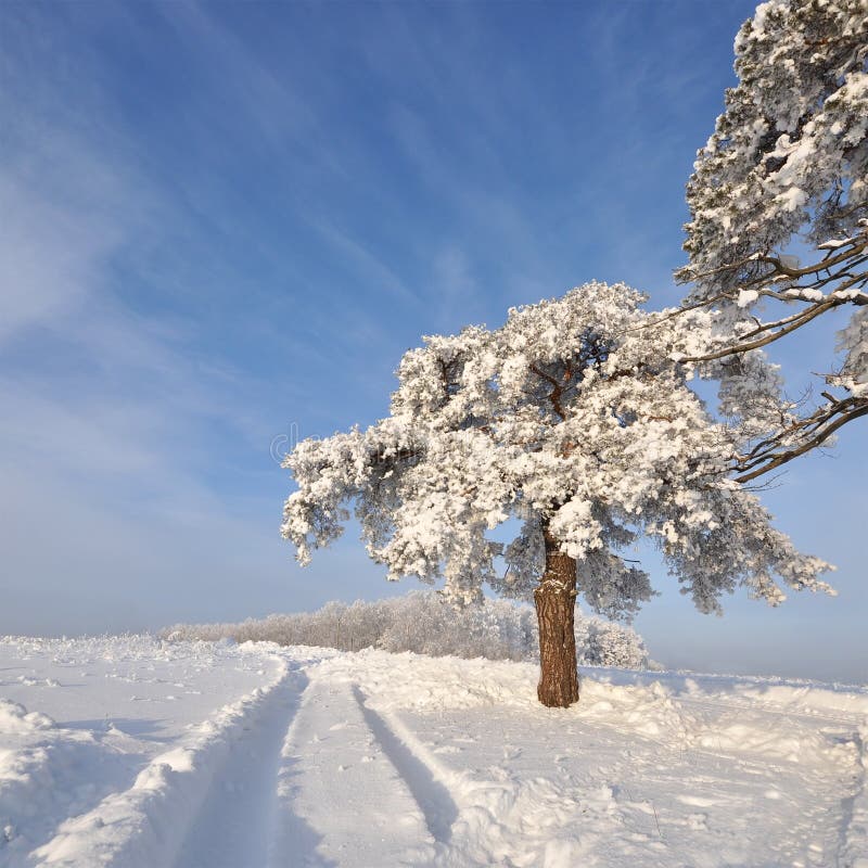 A árvore no inverno com neve cobriu campos foto de stock A árvore no inverno com neve cobriu campos foto de stock