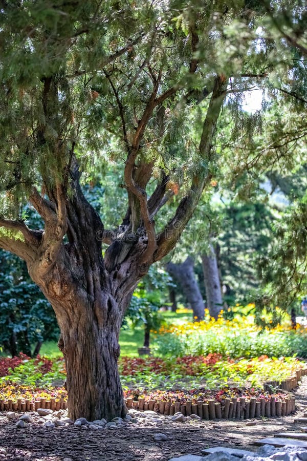 Árvore no primeiro plano e um jardim mantido poço com as plantas coloridas no fundo foto de stock Árvore no primeiro plano e um jardim mantido poço com as plantas coloridas no fundo foto de stock