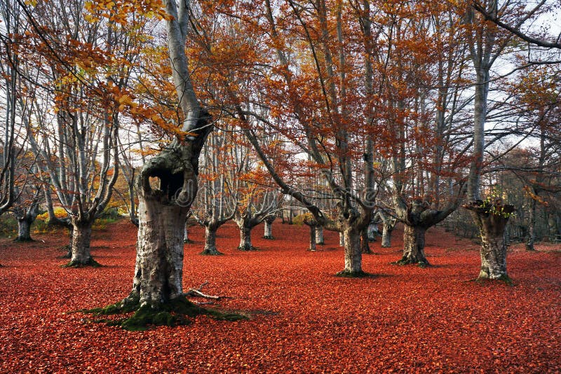 Árvore oca fotografia de stock