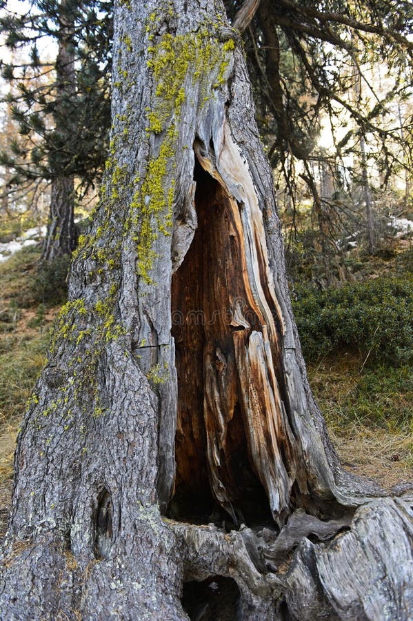 Árvore oca, pinho suíço imagens de stock