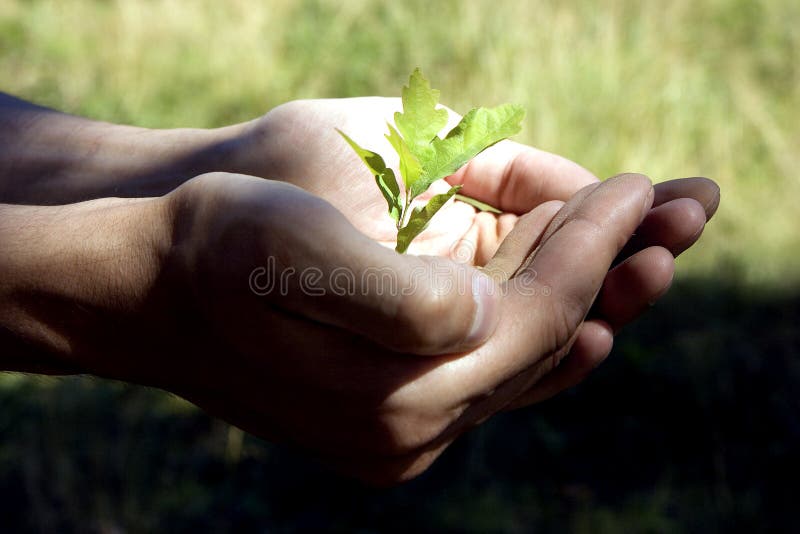 Pequena árvore nas mãos fotografia de stock