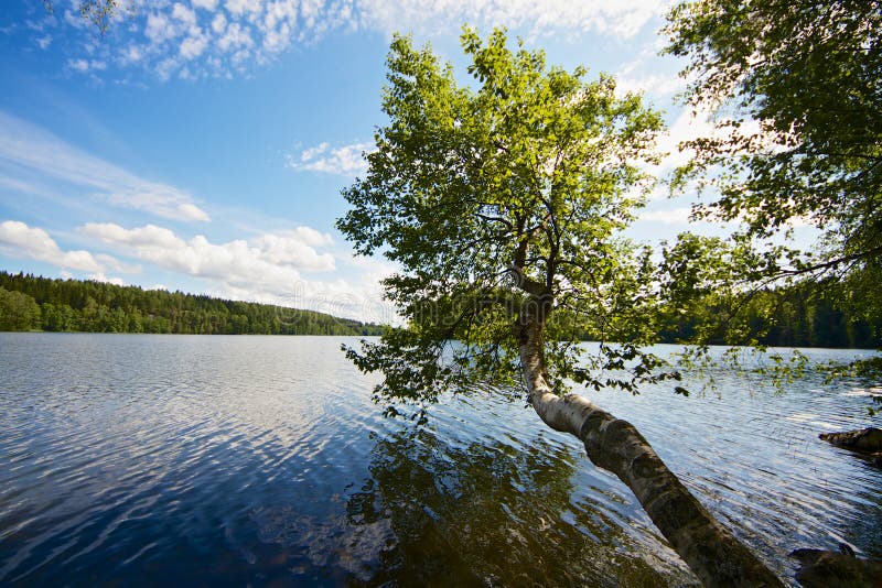 Árvore que cresce acima do lago