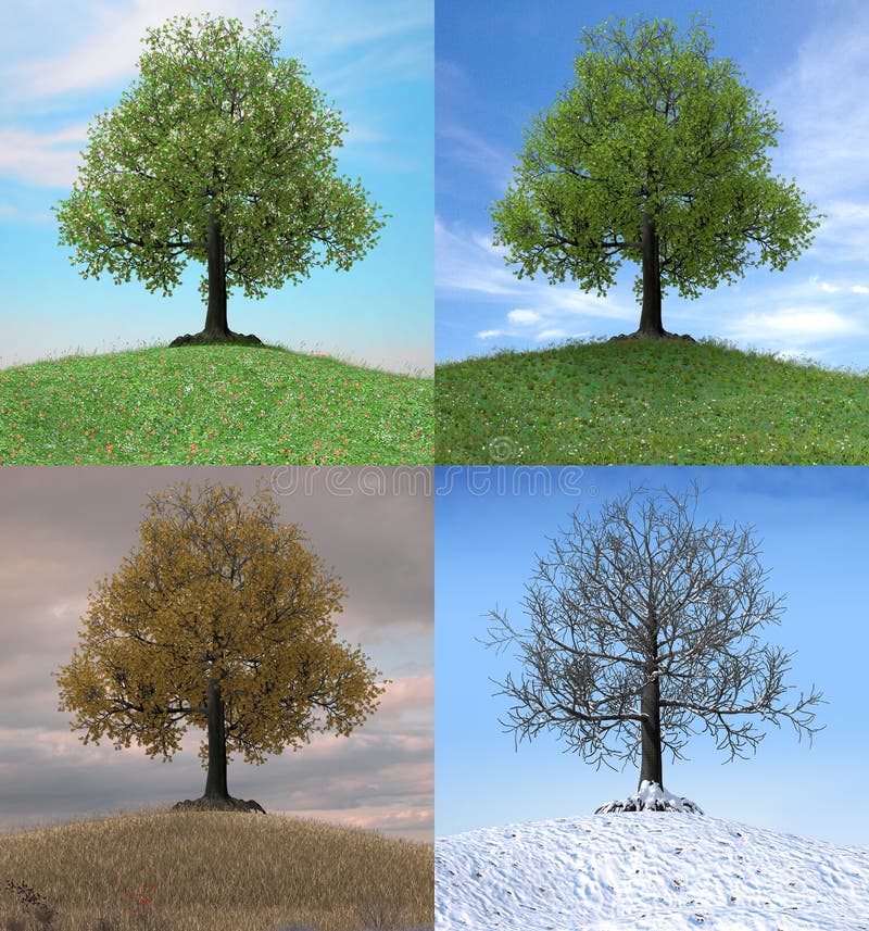 Árvore que muda sobre a duração de quatro estações
