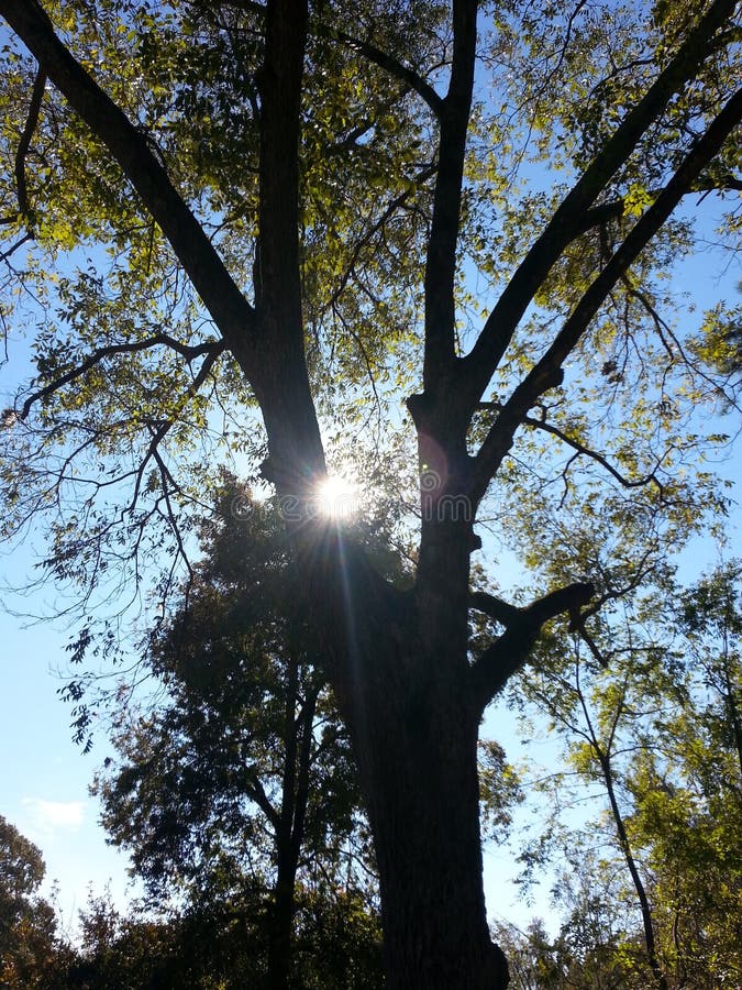 Árvore retroiluminada fotos de stock royalty free