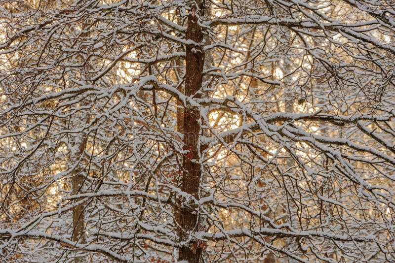 Árvore retroiluminada imagens de stock royalty free