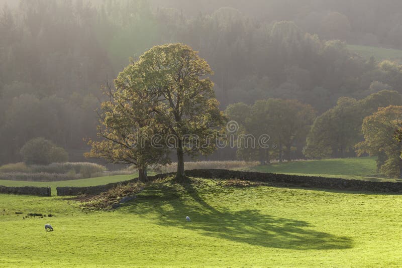 Árvore retroiluminada no prado fotografia de stock royalty free
