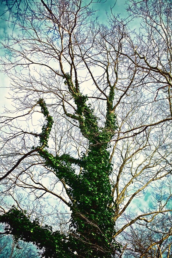 Árvore seca grande coberta com a trepadeira imagem de stock