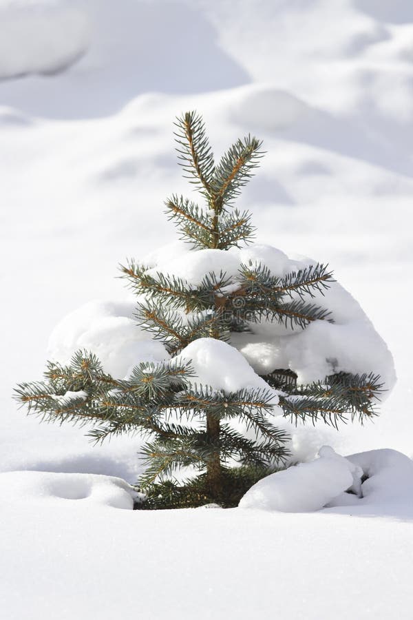 Árvore Spruce coberta na neve fotografia de stock Árvore Spruce coberta na neve fotografia de stock