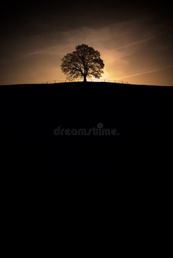 Árvore solitária foto de stock