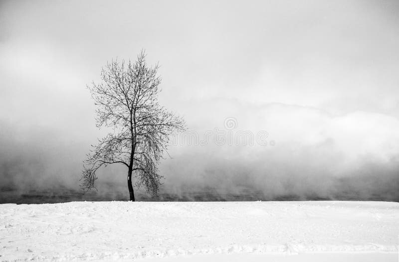 Árvore só na névoa imagem de stock Árvore só na névoa imagem de stock