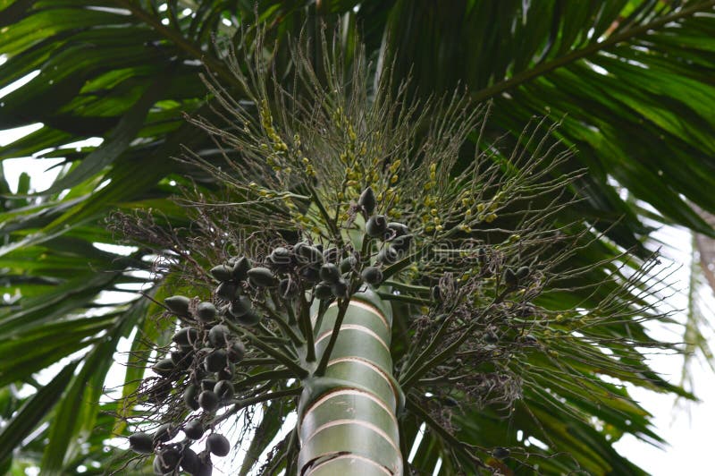 Árvore Tropical de Areca com jovens frutas e inflorescência florescente fotografia de stock royalty free