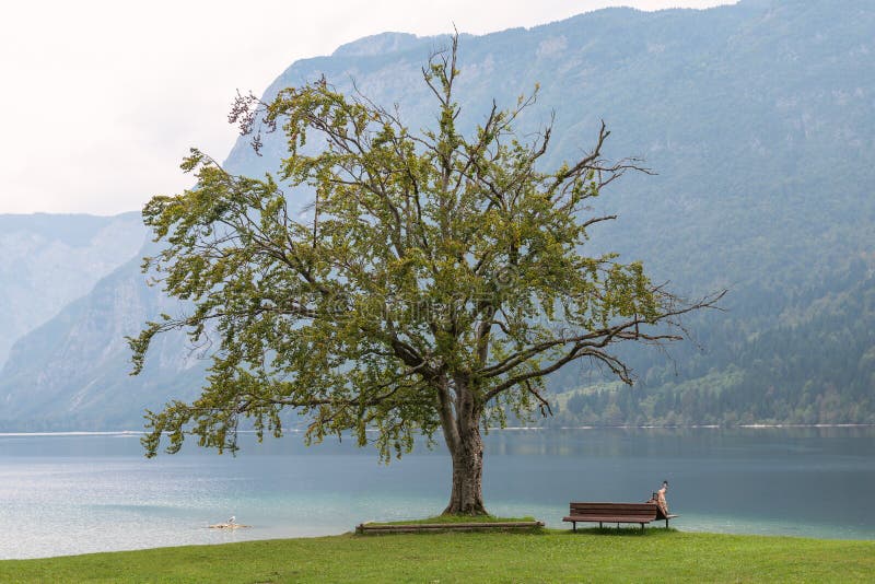 Árvore velha só no lago Bohinj, Eslovênia fotografia de stock Árvore velha só no lago Bohinj, Eslovênia fotografia de stock