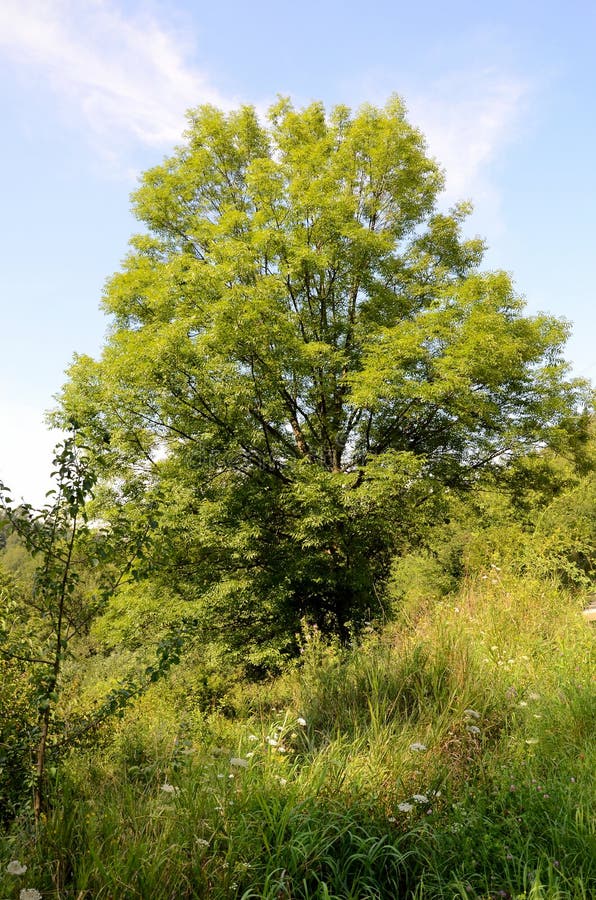 Árvore verde fotografia de stock royalty free
