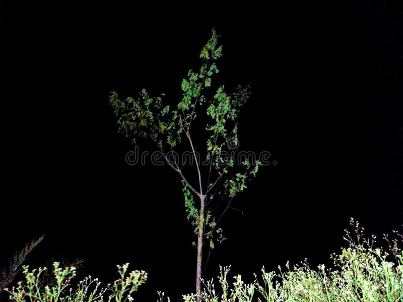 Árvore verde na noite escura paisagem clara escuridão sobrecarga fotos de stock Árvore verde na noite escura paisagem clara escuridão sobrecarga fotos de stock