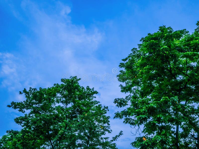 Árvore verde no céu da noite, natureza bonita imagens de stock Árvore verde no céu da noite, natureza bonita imagens de stock