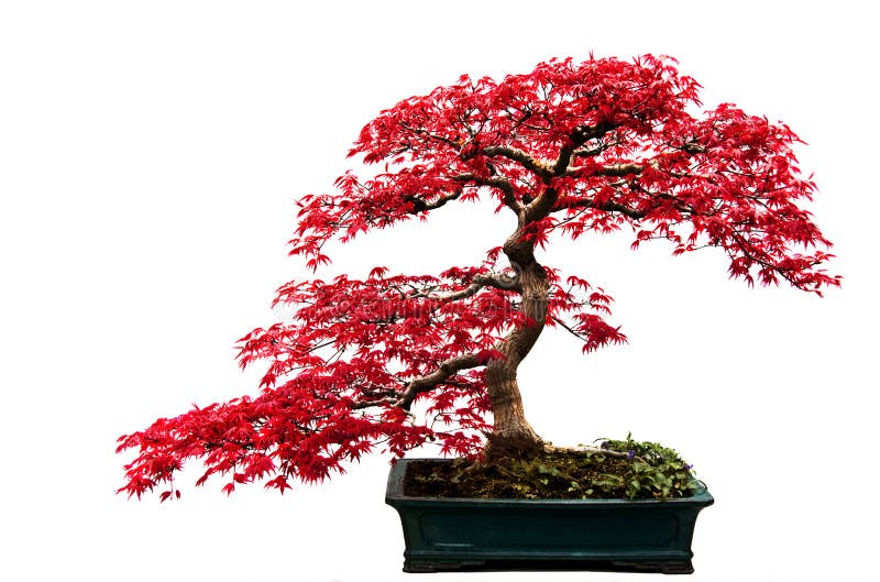 Árvore Bonsai Vermelha fotografia de stock royalty free