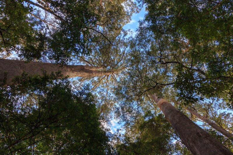 Árvores altas do eucalipto. As árvores altas do eucalipto grande que crescem em Hastings cavam a reserva Tasmânia do estado