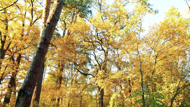 Árvores amarelas do outono na floresta