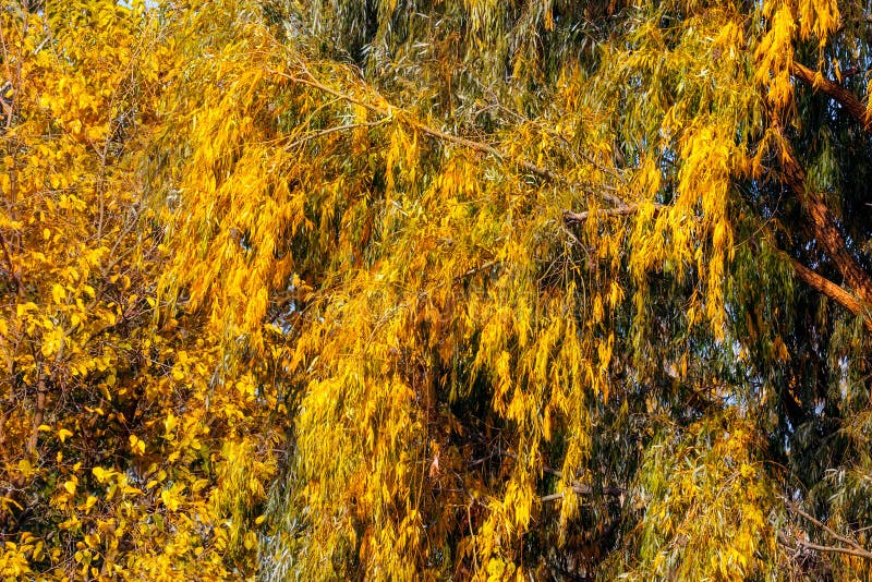Árvores amarelas do outono no fundo do céu azul fotografia de stock Árvores amarelas do outono no fundo do céu azul fotografia de stock