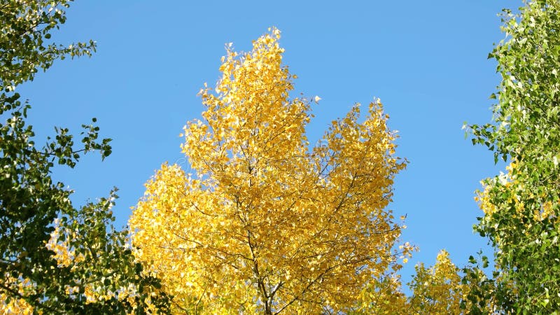 Árvores amarelas e verdes contra o fundo do céu azul