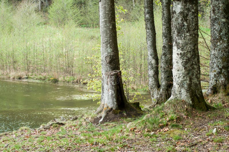 árvores bonitas no lago da beira imagens de stock